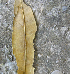 Home Page Image