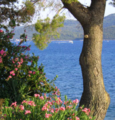 Home Page Image